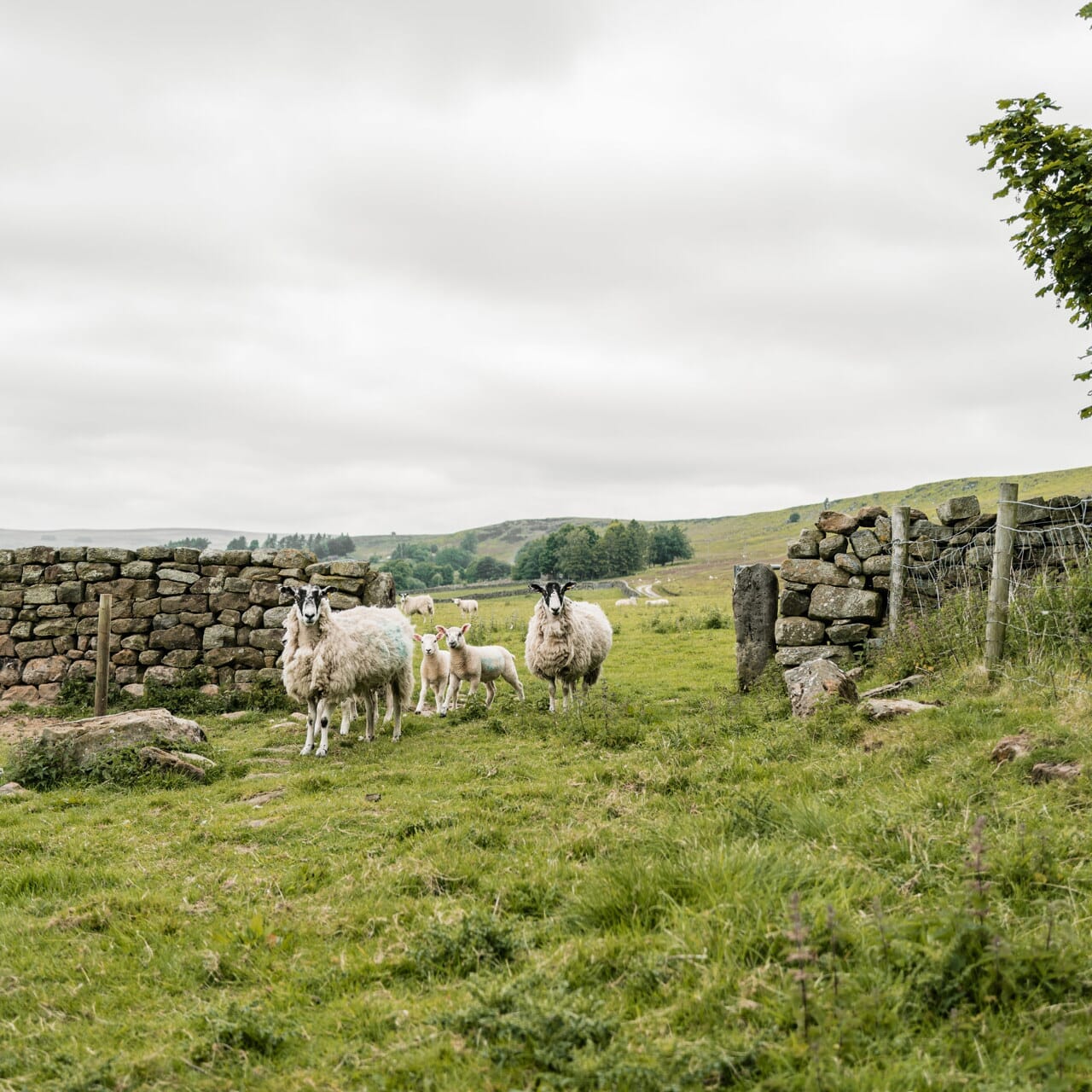 1919: Boulanger | Janáček | Elgar | Debussy CD Delphian Records
