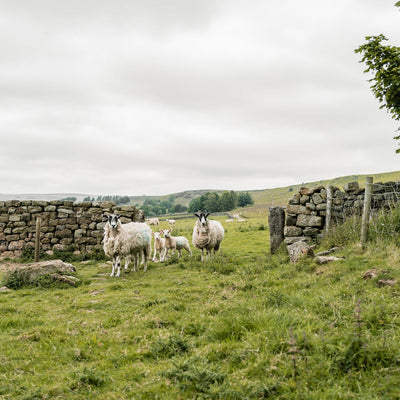 1919: Boulanger | Janáček | Elgar | Debussy CD Delphian Records